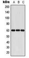 CYP11A1 antibody