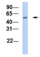 C16orf73 antibody, Internal