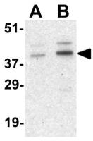Cyclin O antibody