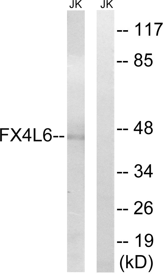 FOXD4/L2/L3/L4/L5/L6 antibody