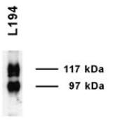 UT-A1 antibody