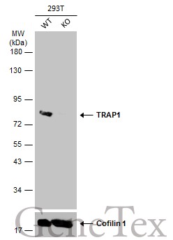 TRAP1 antibody