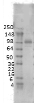 PSD95 antibody [6G6]