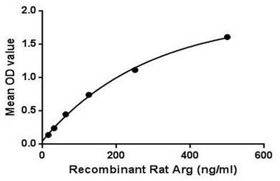Rat Arginase 1 protein, His tag