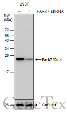 Park7 / DJ-1 antibody