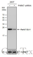 Park7 / DJ-1 antibody