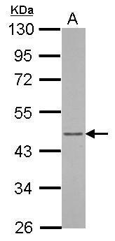 ARFIP1 antibody