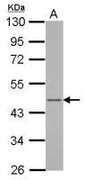 ARFIP1 antibody