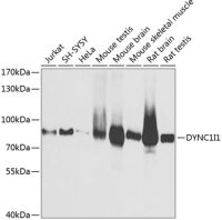 DYNC1I1 antibody