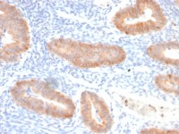 IL10 antibody [IL10/2651R]