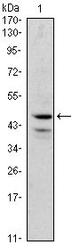 GATA1 antibody [4G1]