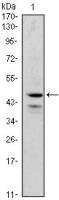 GATA1 antibody [4G1]