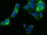 IFITM1 antibody [021]