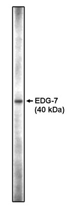 EDG7 antibody