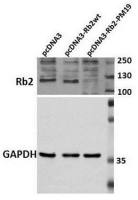 Rb2 / p130 antibody