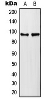 PLA2G4A (phospho Ser505) antibody