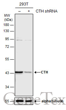 CTH antibody
