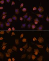 ICAM1 / CD54 antibody