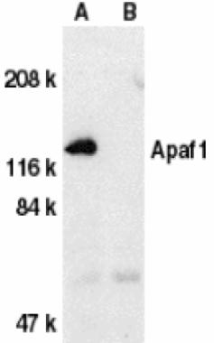 APAF1 antibody