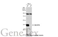 MASPIN antibody [N3C3]