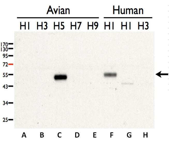 Avian Influenza A virus H5N3 HA (Hemagglutinin) antibody
