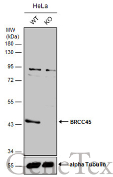 BRCC45 antibody