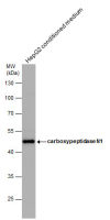 CPN1 antibody [N1C3]
