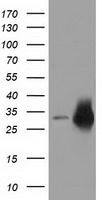 CRYM antibody [1B5]