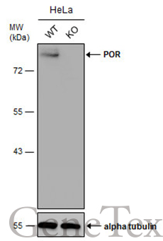 POR antibody [N1N3]