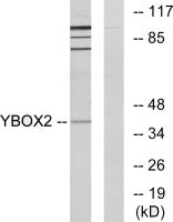 YBX2 antibody