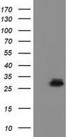 RASD2 antibody [1G1]