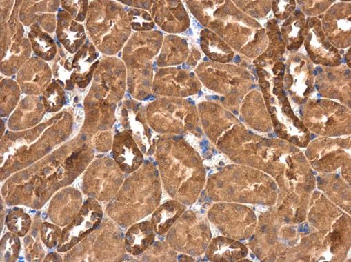 RASGEF1A antibody [C1C3]
