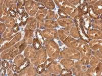 RASGEF1A antibody [C1C3]