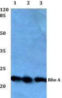 RhoA antibody