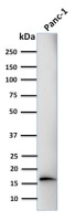 Elastase 3B antibody [CELA3B/1218]