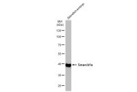 Smarcb1a antibody