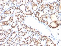 NKX2.1 antibody [NX2.1/690]