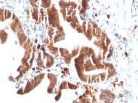 TOP1MT antibody [TOP1MT/488]