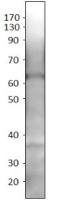 SLC7A10 antibody (N-terminal)