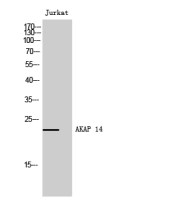 AKAP14 antibody