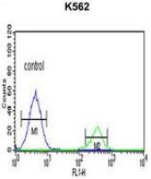 KIR3DS1 antibody, C-term
