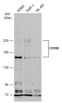 CD169 antibody