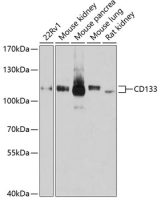 CD133 antibody