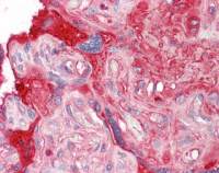 Fibronectin antibody [C3], C-term