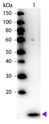 beta 2 Microglobulin antibody (HRP)