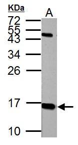 Histone H2A.X antibody [N1N2], N-term