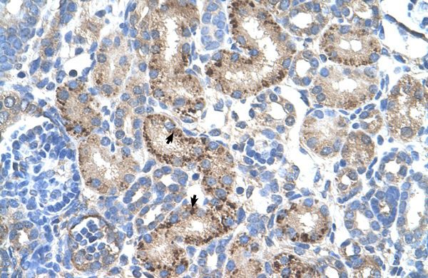 Aminoadipate aminotransferase antibody, N-term