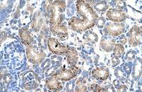 Aminoadipate aminotransferase antibody, N-term