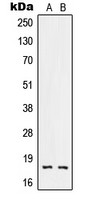 RNASE3 antibody