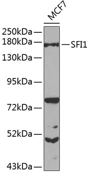 SFI1 antibody